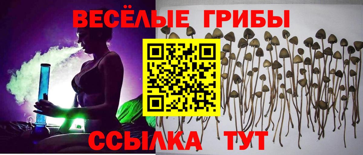 Псилоцибиновые грибы Psilocybe Кольчугино